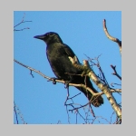 Corvus corone corone - Rabenkraehe 05.jpg